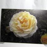Pastel Yellow R..