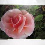 Big Pink Rose G..